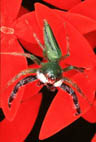Jumper spider