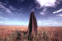 Nifold Plains, Lakefield National Park